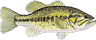 black-bass