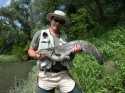 Premier silure sur canne légère en cherchant le chevesne.. Premier silure sur canne légère en cherchant le chevesne..